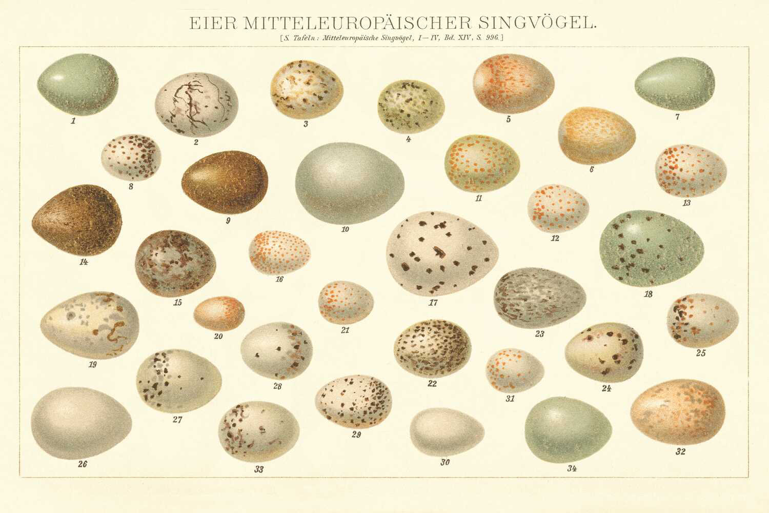 Red Barrel Studio® Song Bird Egg Chart Wayfair